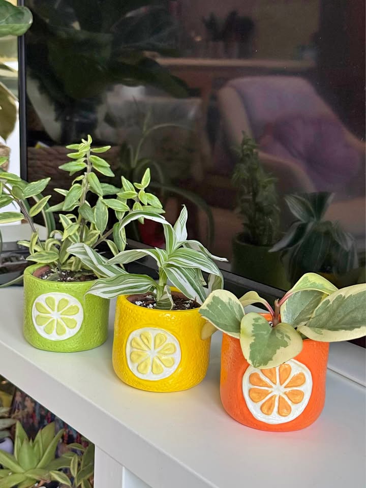 Set of Citrus Themed Planters + free plant