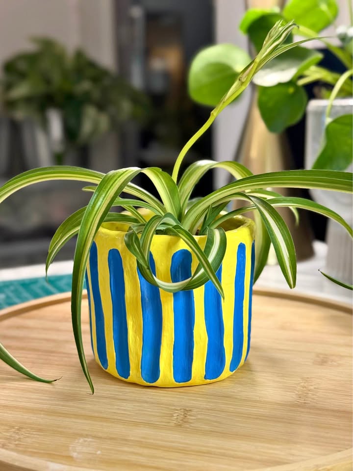 Handmade Planter + free spider plant
