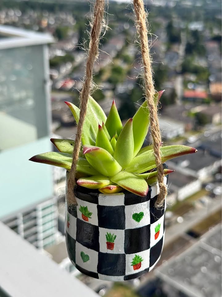 Succulent in Hanging Planter