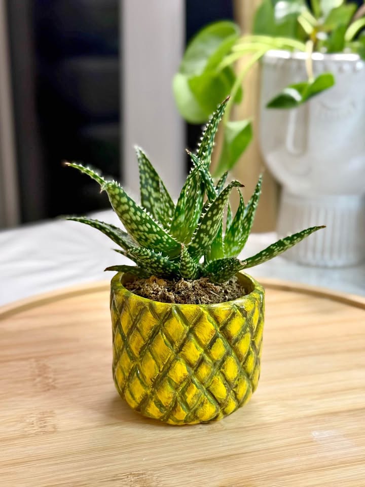 Pineapple Planter + Aloe Succulent