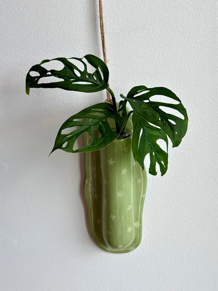 Wall planter +free Monstera Adansonii Plant