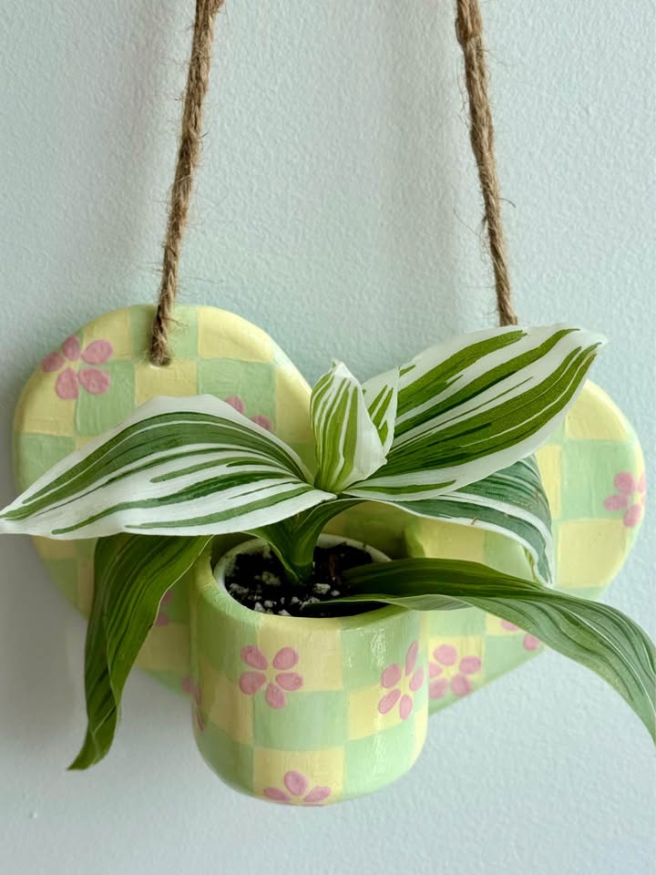 Wall Planter + free plant